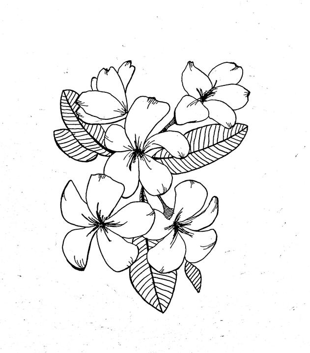 Plumeria bundle (ink on paper)